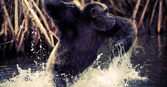 Aquatic Ape Theory: An Argument For Our Watery Origins
