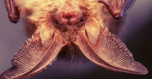 Human Echolocation: A Story of Hidden Senses