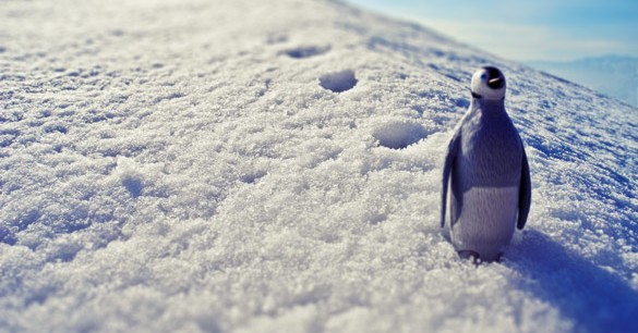 Scientists Track Penguins Using Pictures of their Poop